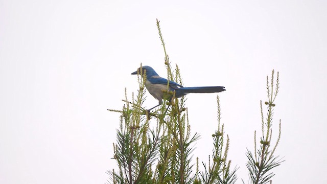 Florida Scrub-Jay - ML616696026