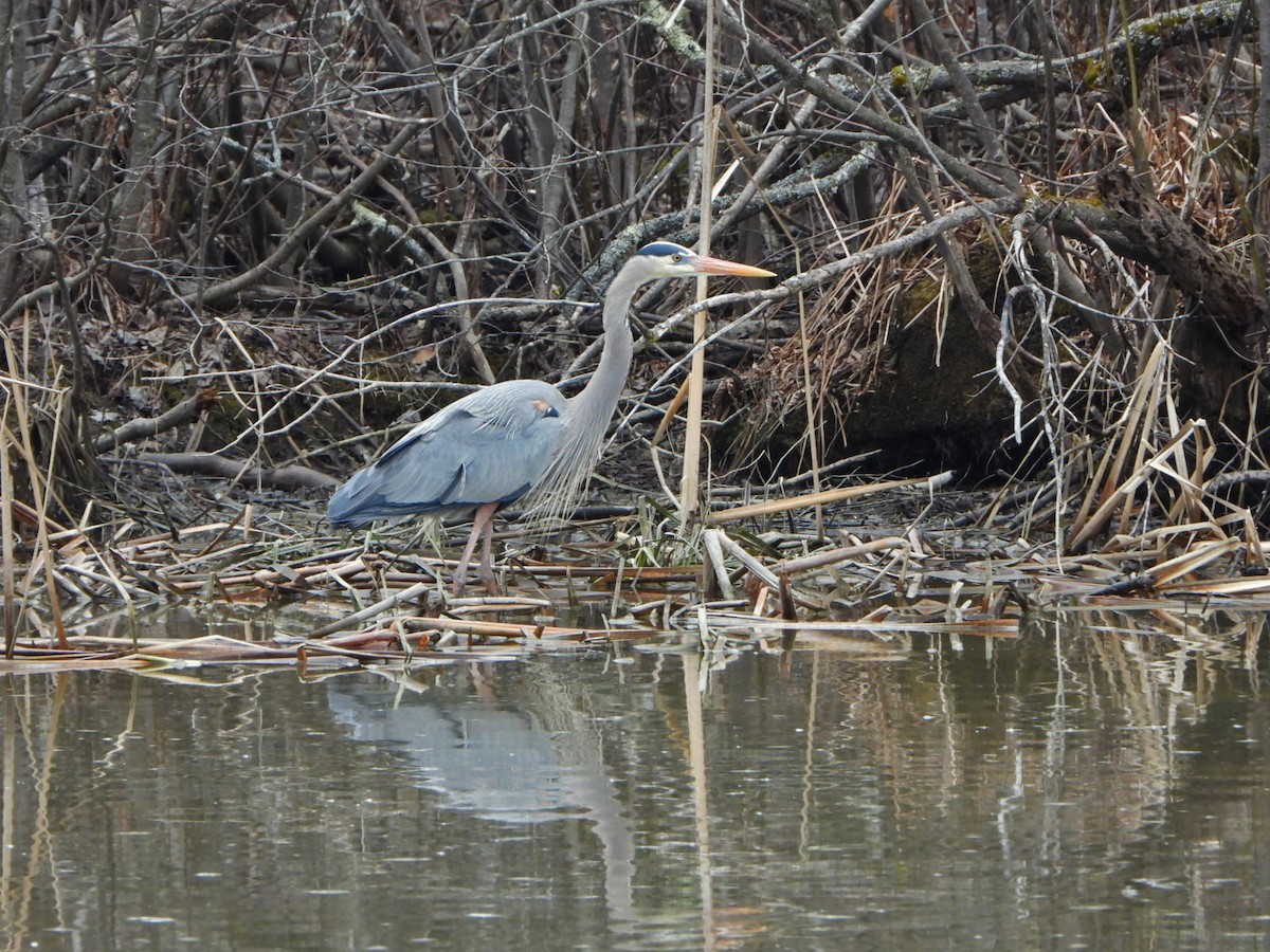 Great Blue Heron - Benoît Turgeon