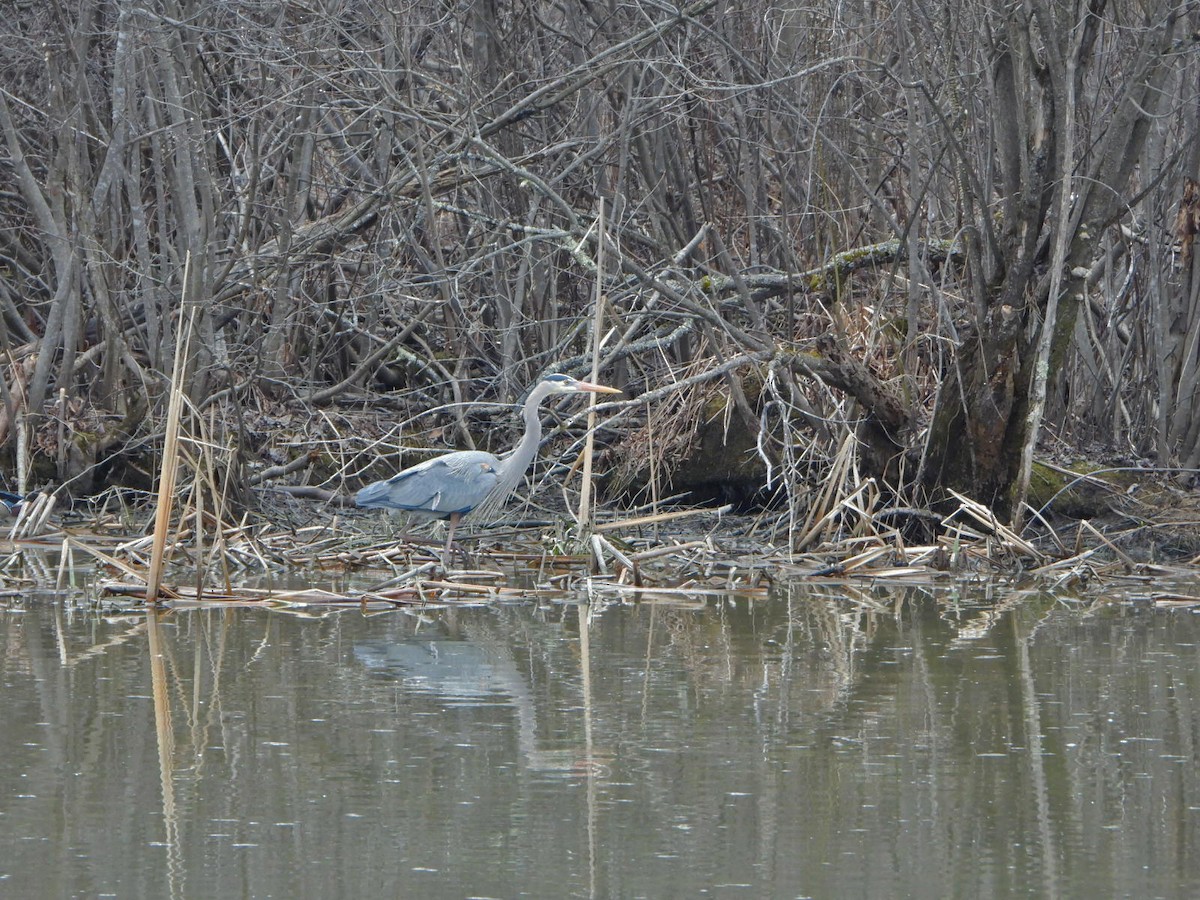 Great Blue Heron - Benoît Turgeon