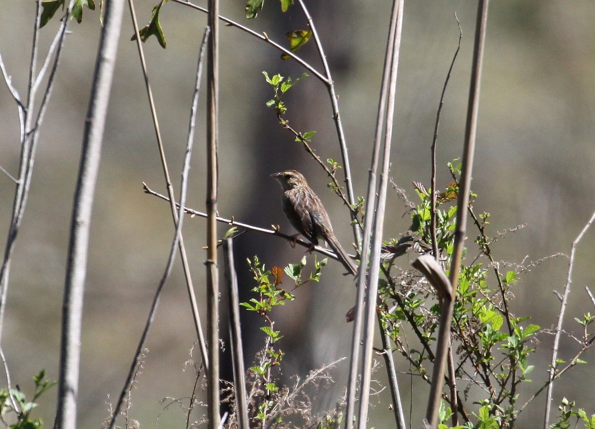 Bachman's Sparrow - Eric Soehren