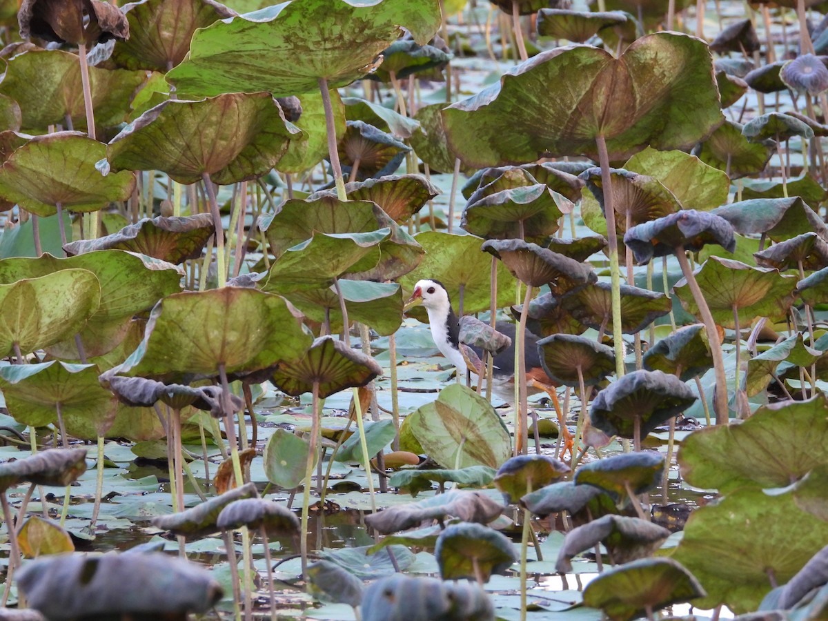 White-breasted Waterhen - ML616696068