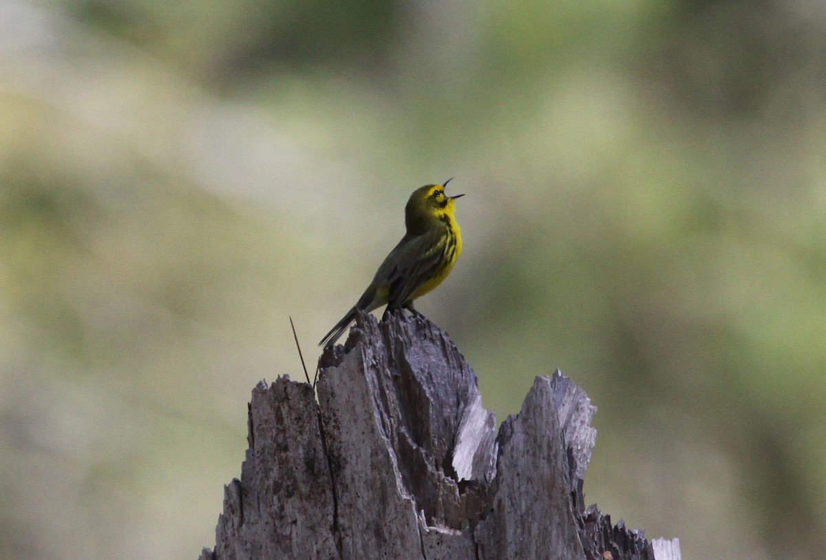 Prairie Warbler - Eric Soehren