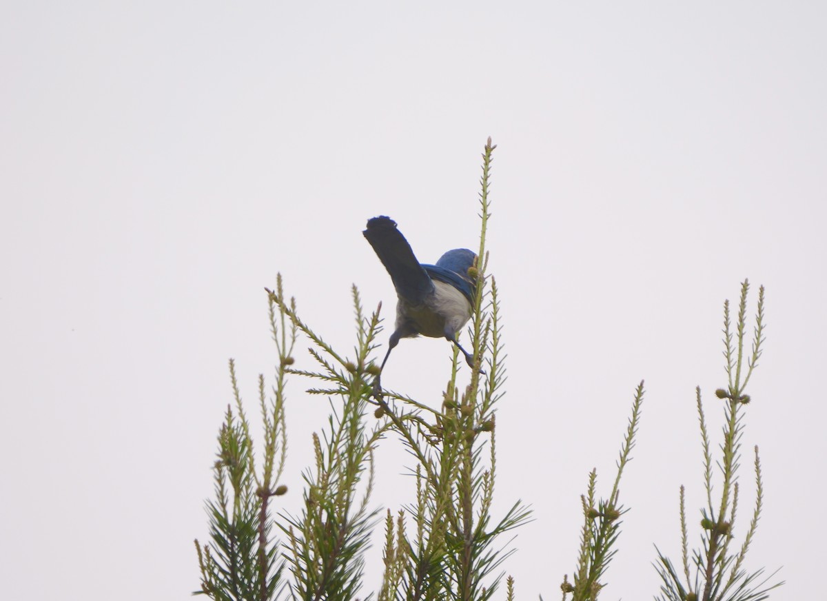 Florida Scrub-Jay - ML616696122