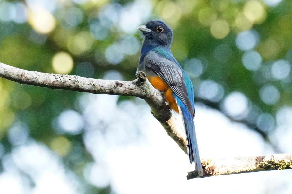 Trogon surucua - ML616696143