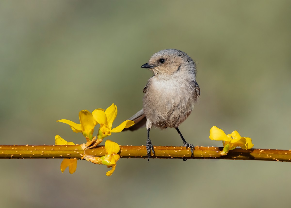 Bushtit - ML616696145