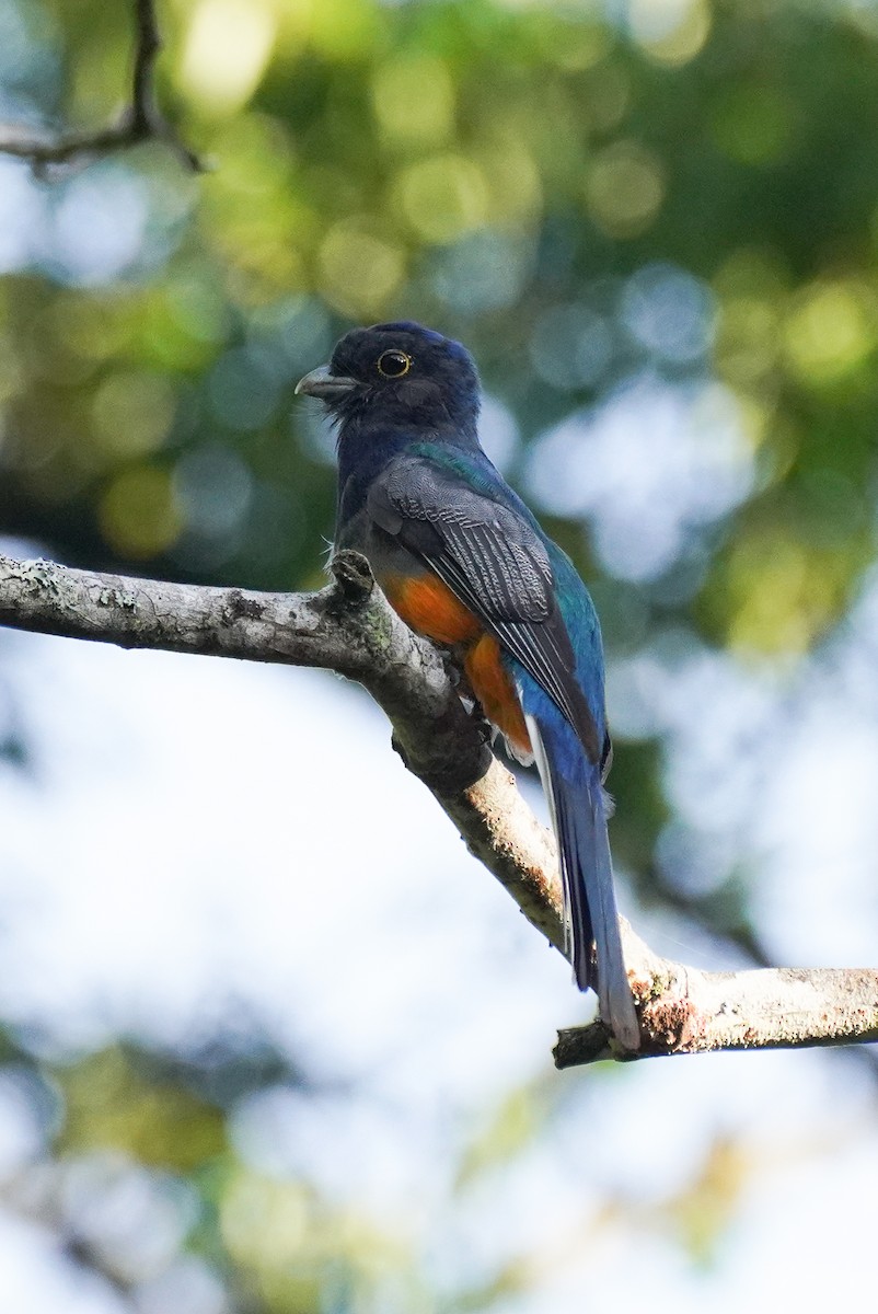 Trogon surucua - ML616696146