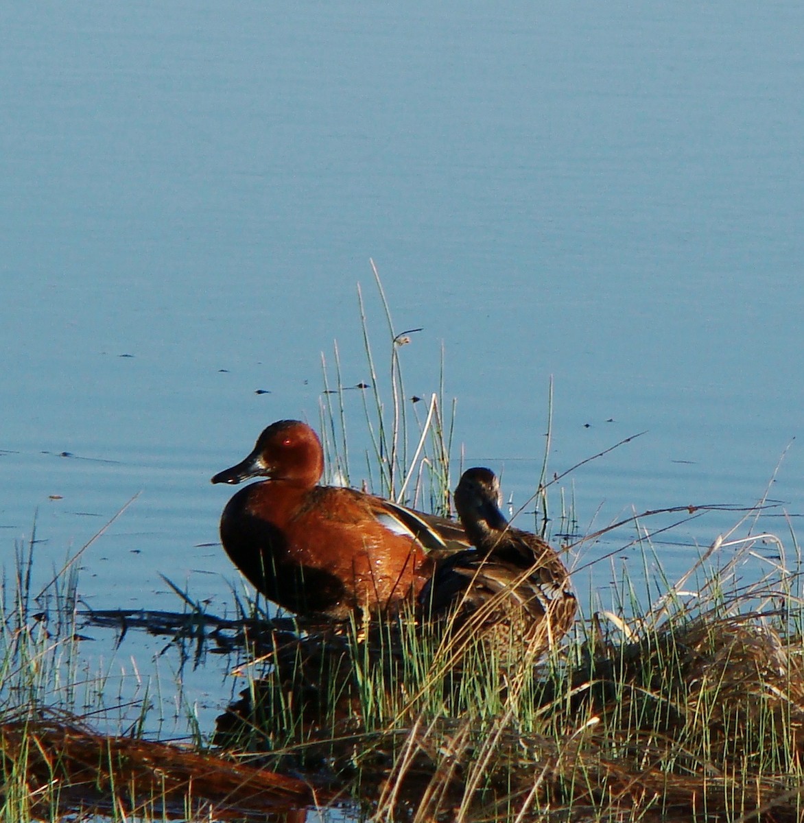 Cinnamon Teal - ML616696194