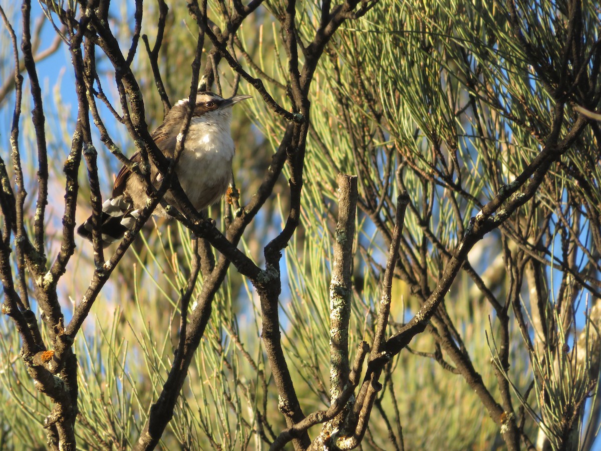 Chestnut-crowned Babbler - Jesse Golden