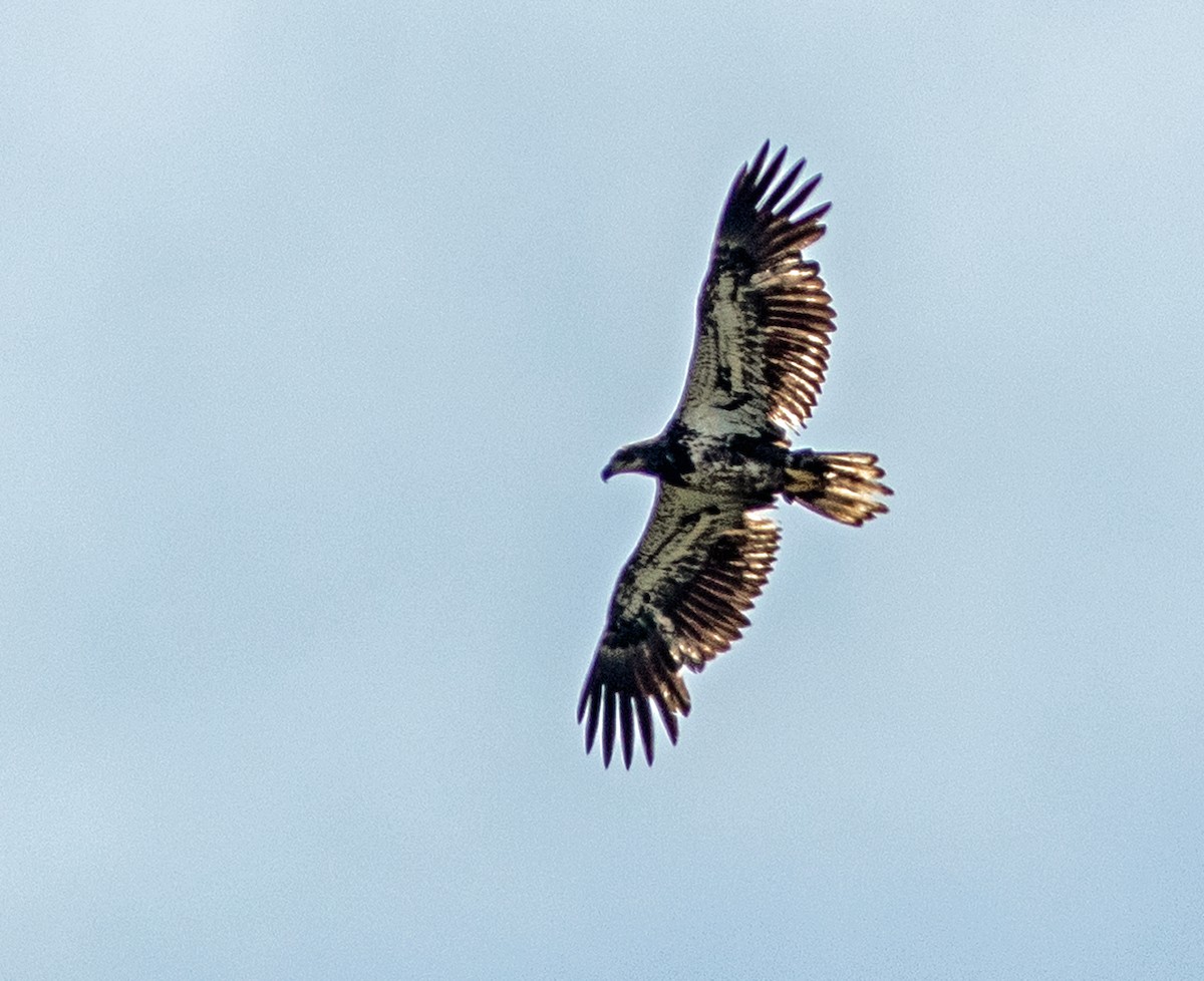 Bald Eagle - ML616696227