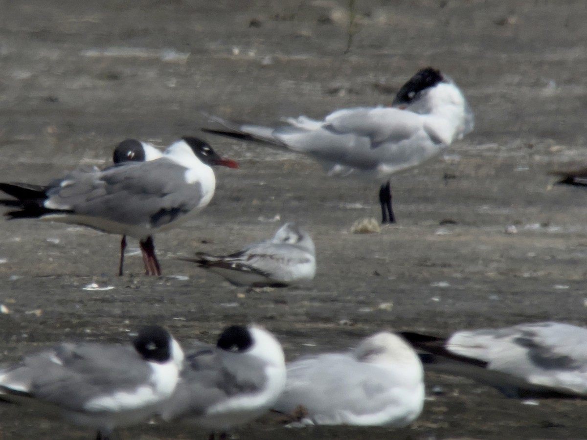 Bonaparte's Gull - ML616696245