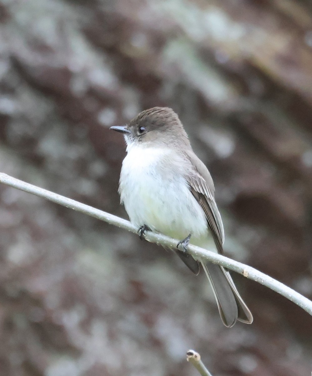 Eastern Phoebe - ML616696249