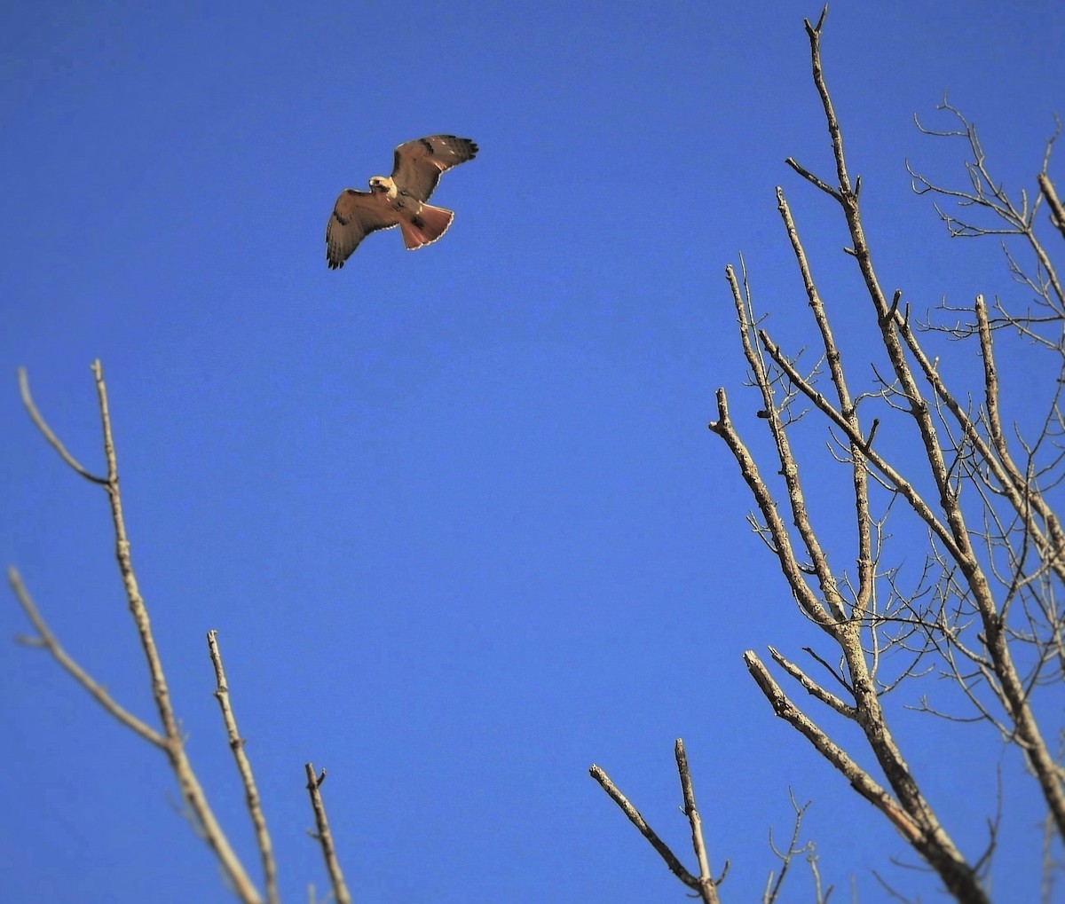 Red-tailed Hawk - ML616696266