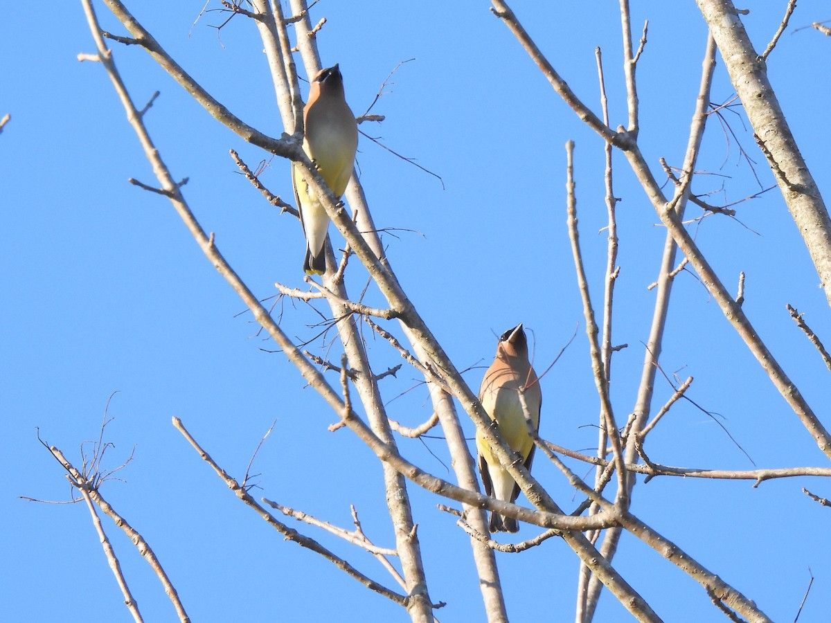 Cedar Waxwing - ML616696301