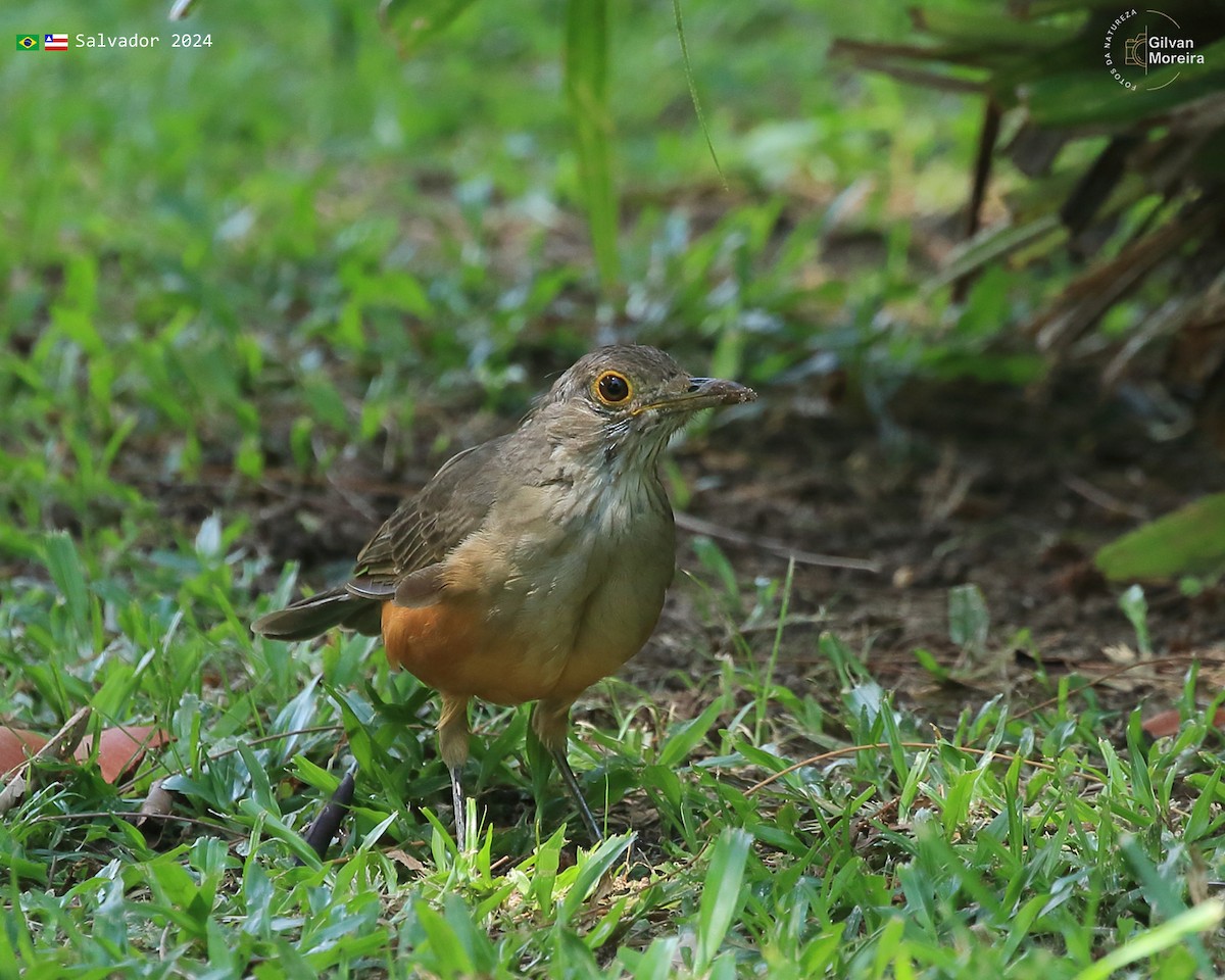 Rufous-bellied Thrush - ML616696402