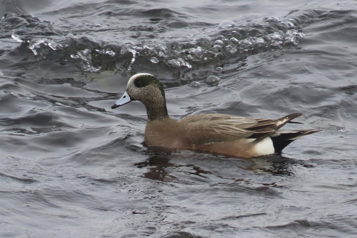American Wigeon - Andrew Bendall