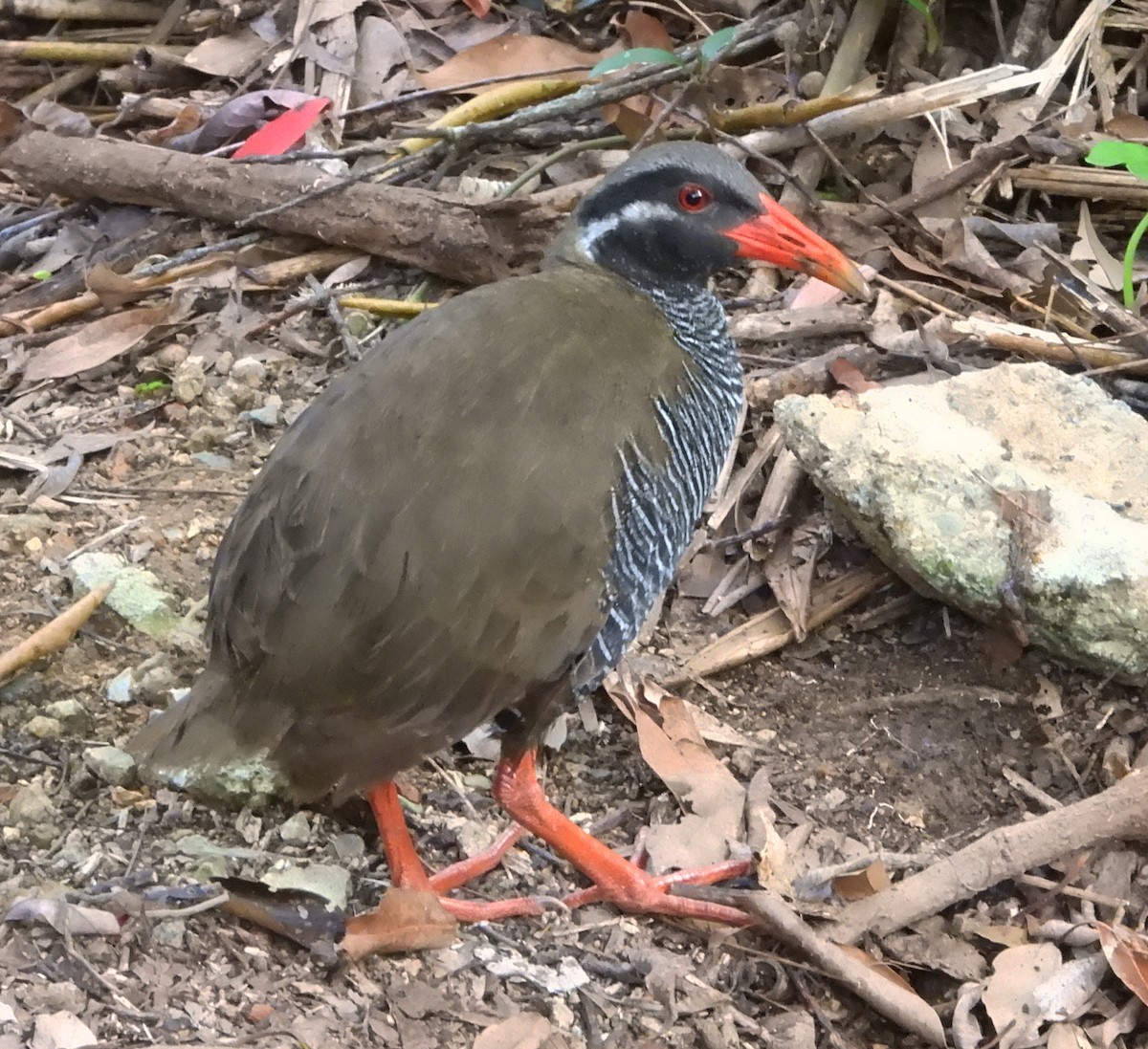 Okinawa Rail - Gary Graves