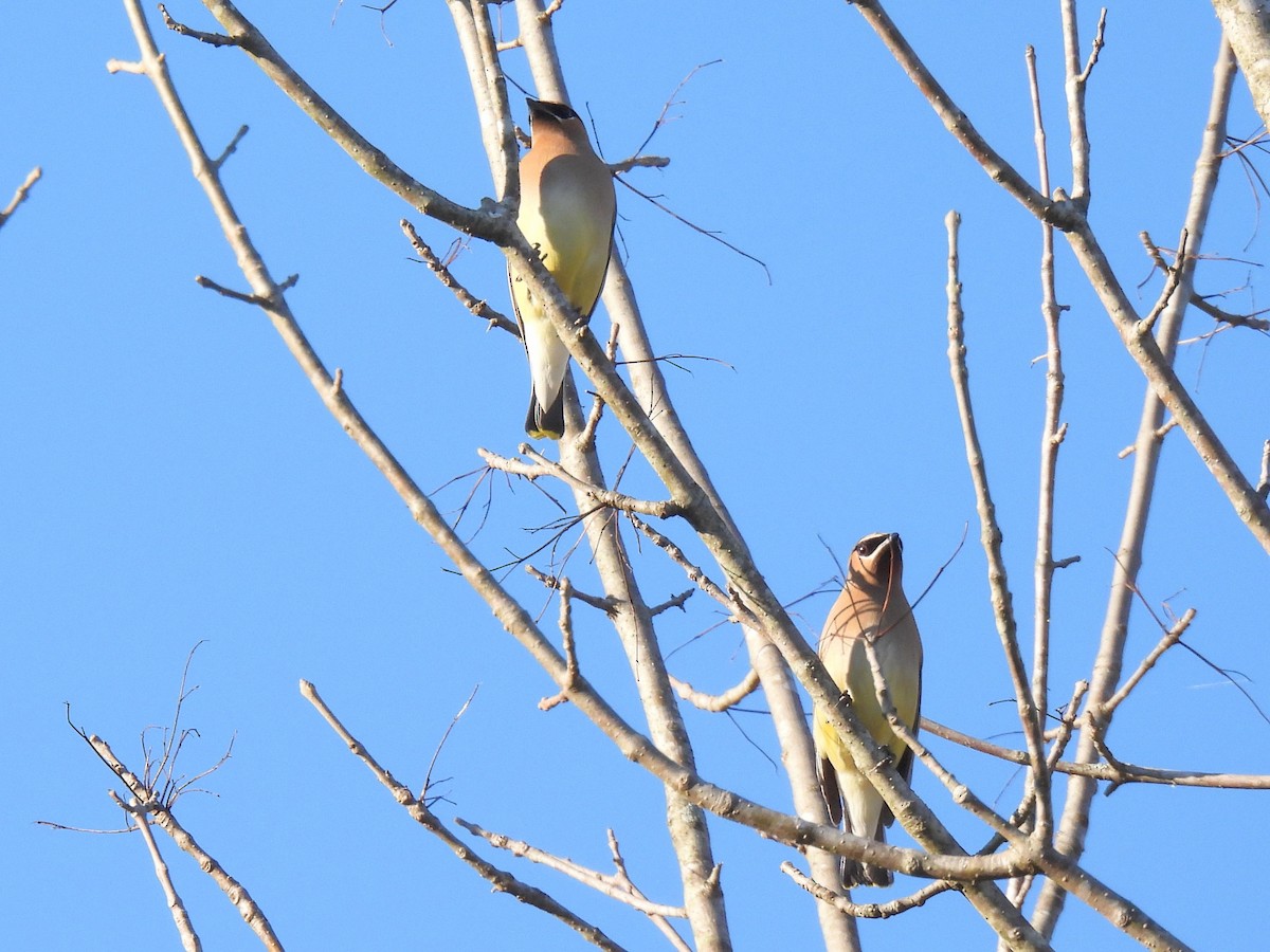 Cedar Waxwing - ML616696466