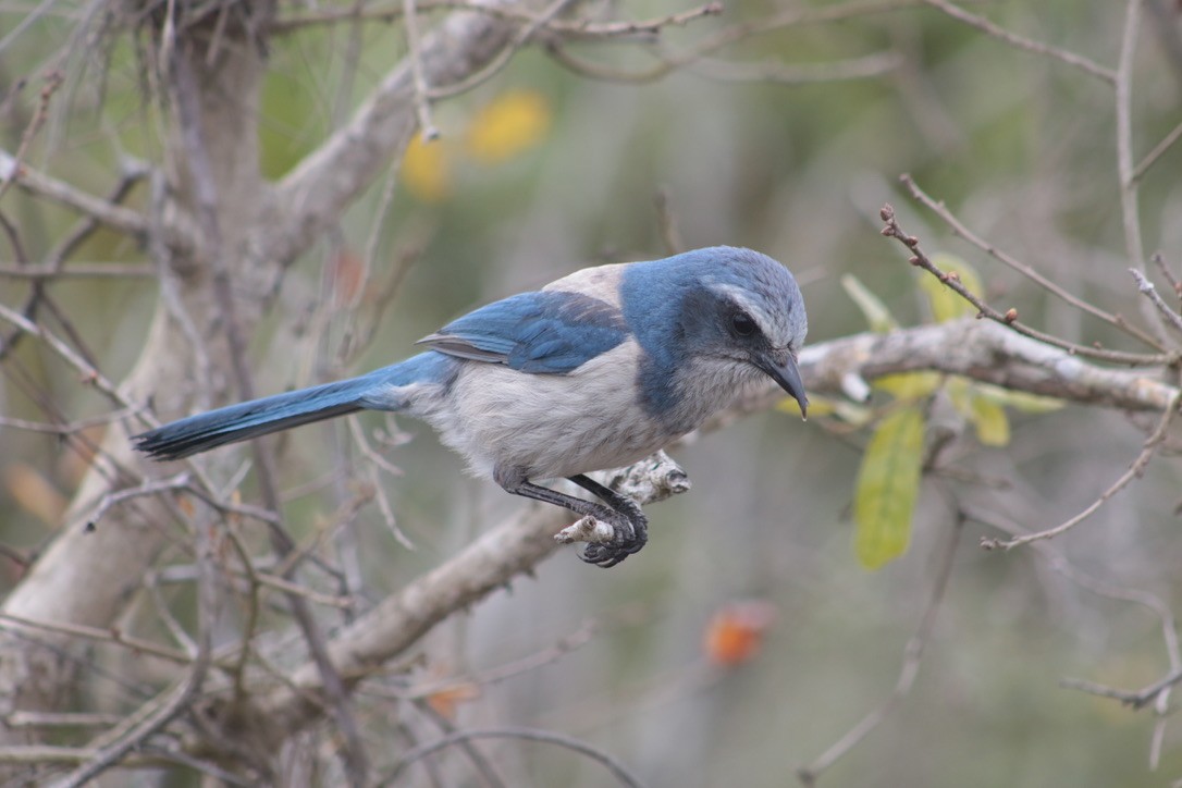 Florida Scrub-Jay - ML616696523