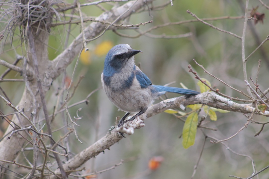 Florida Scrub-Jay - ML616696528