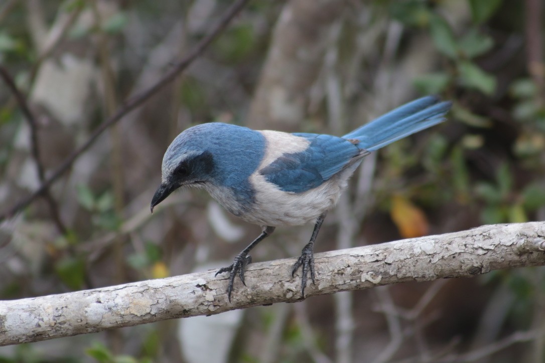 Florida Scrub-Jay - ML616696535