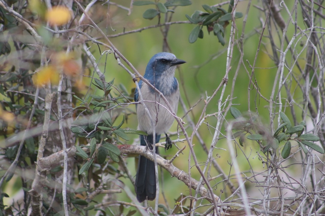 Florida Scrub-Jay - ML616696539