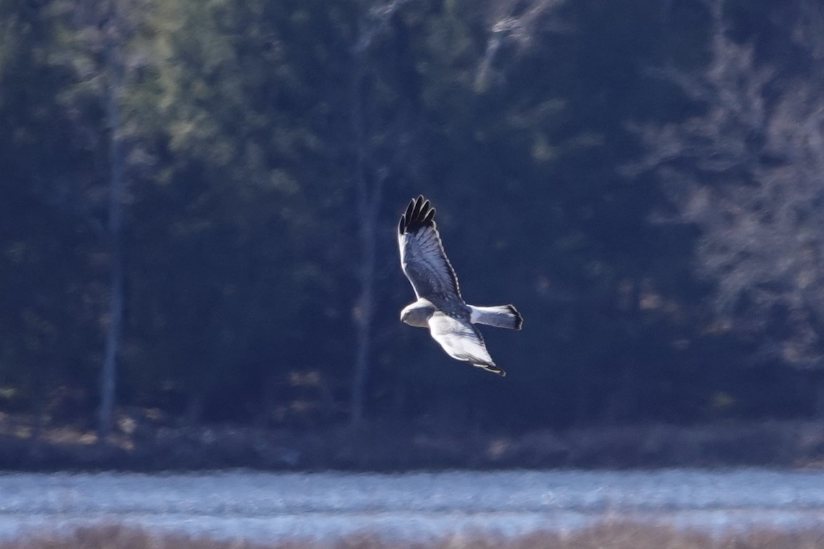 Northern Harrier - B P