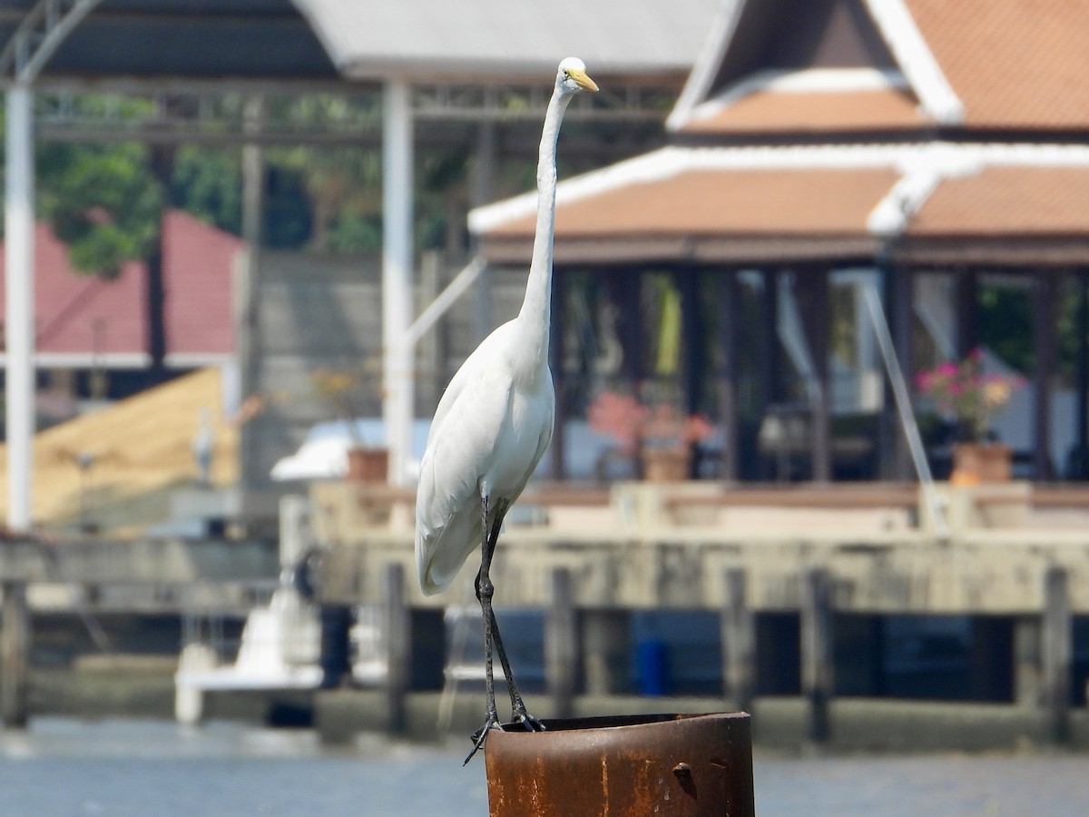 Great Egret - Joe Corcoran