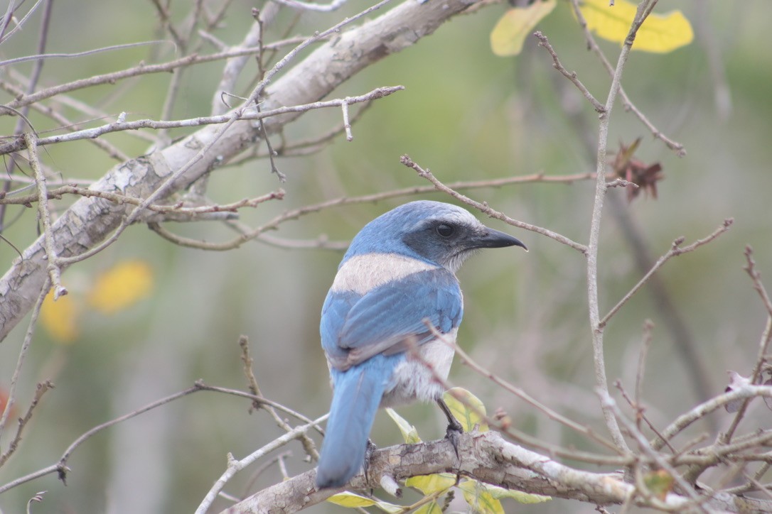 Florida Scrub-Jay - ML616696548