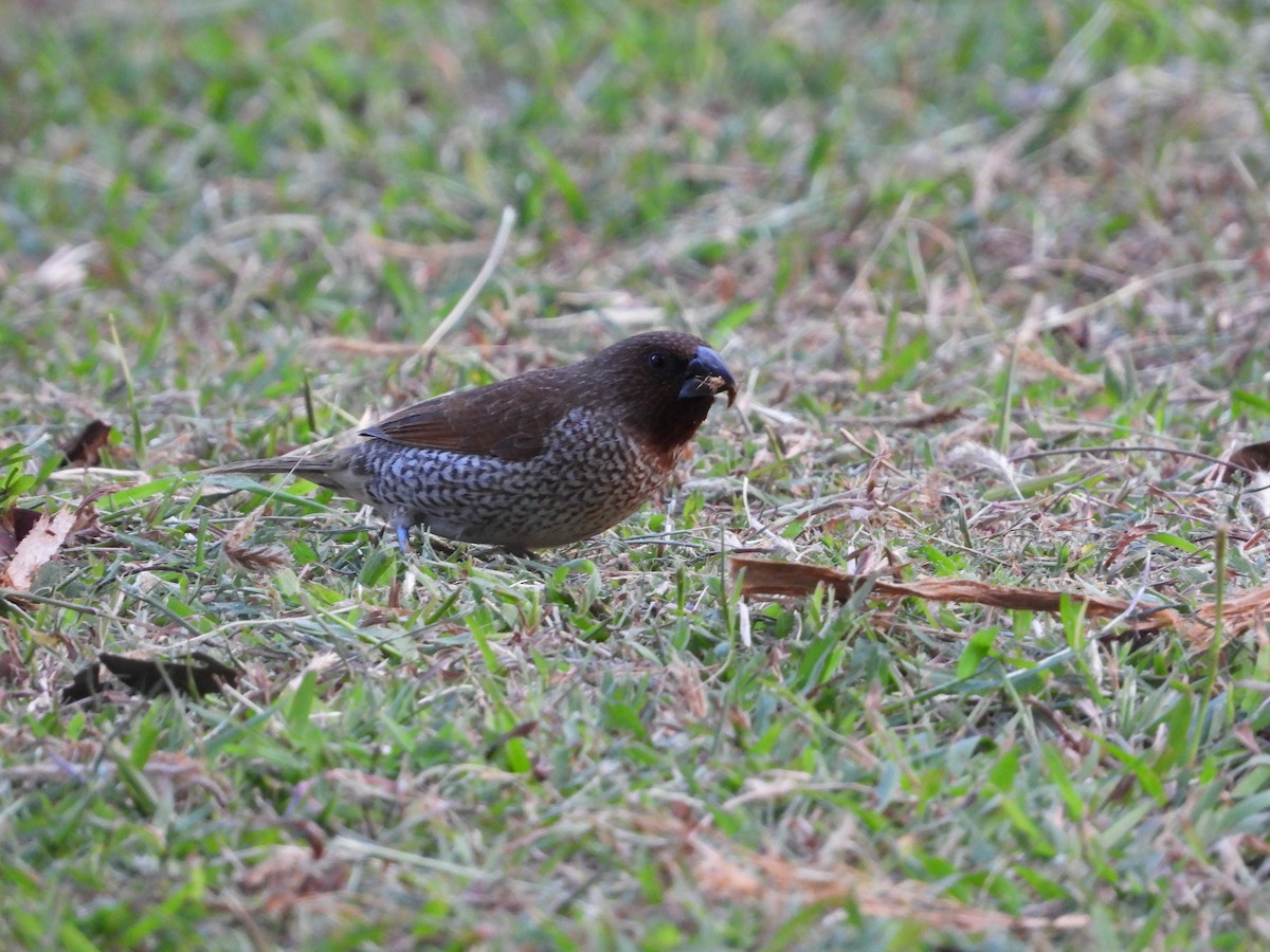 Scaly-breasted Munia - ML616696552