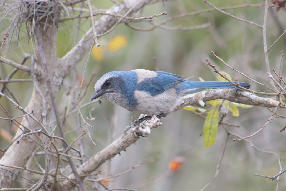 Florida Scrub-Jay - ML616696554