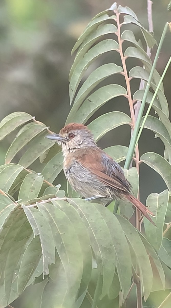 Rufous-winged Antshrike - Michele Burnat