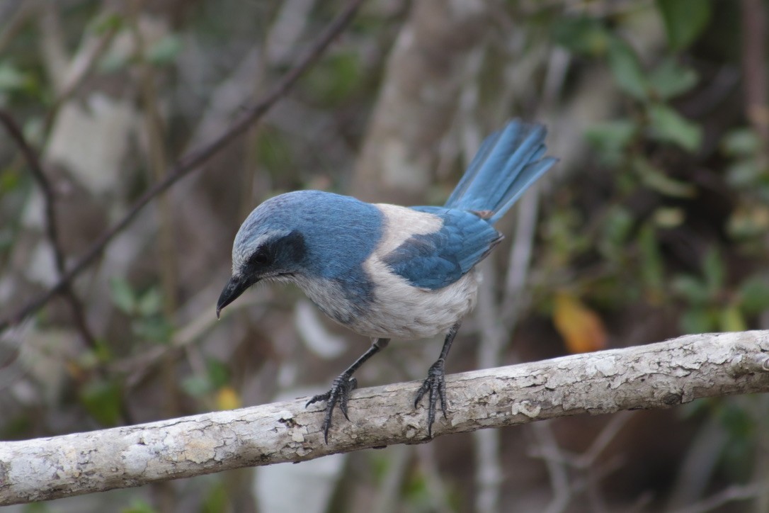 Florida Scrub-Jay - ML616696571