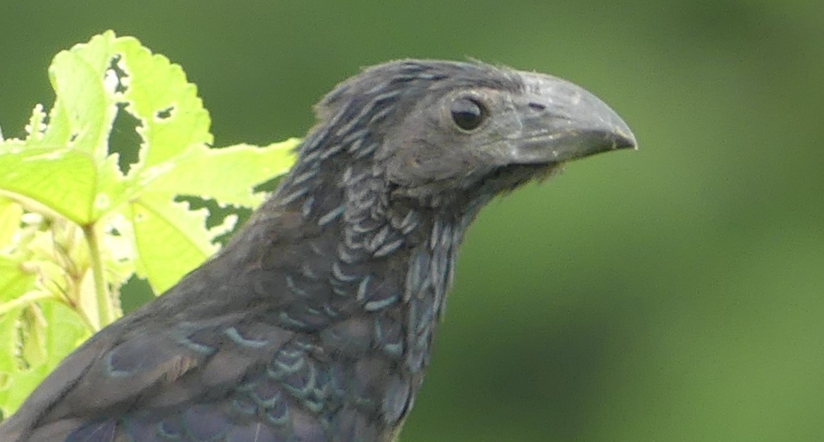 Groove-billed Ani - ML616696577