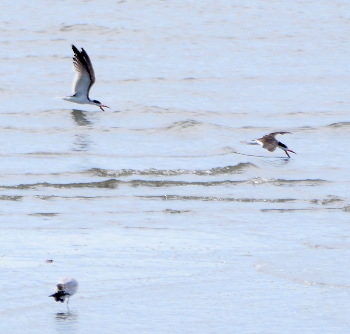 Black Skimmer - ML616696583