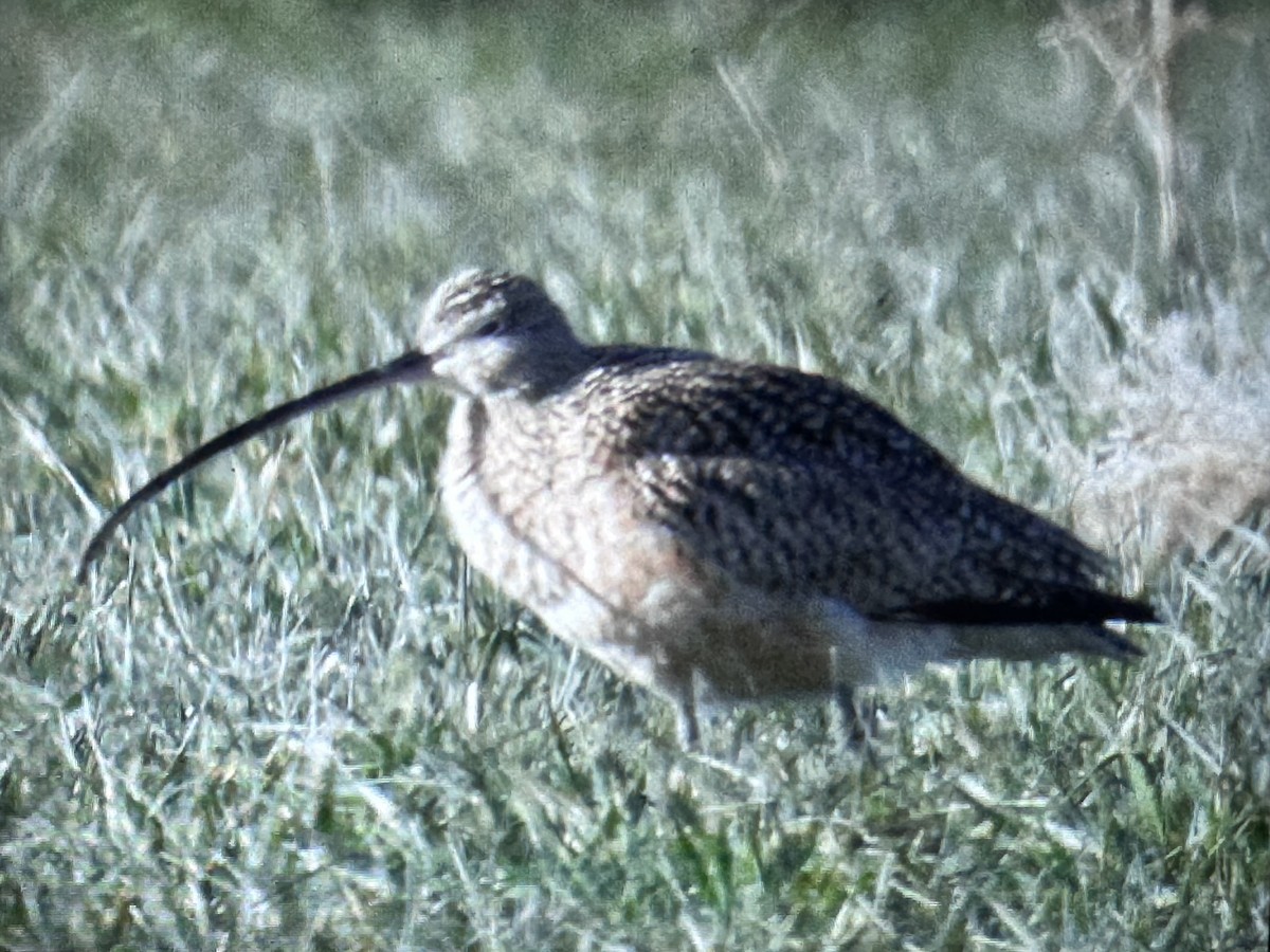 Long-billed Curlew - ML616696592