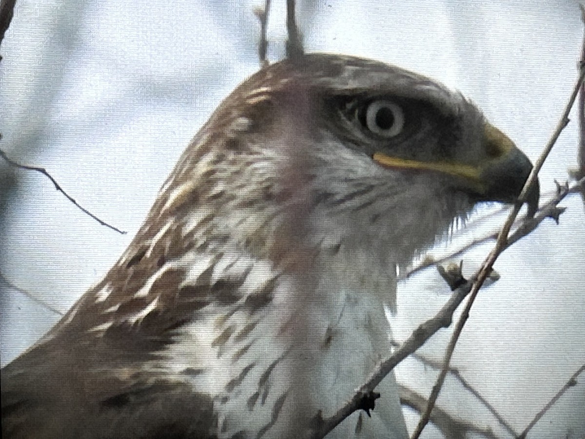 Ferruginous Hawk - ML616696622