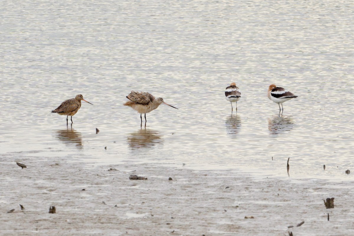 Marbled Godwit - Bill Schneider