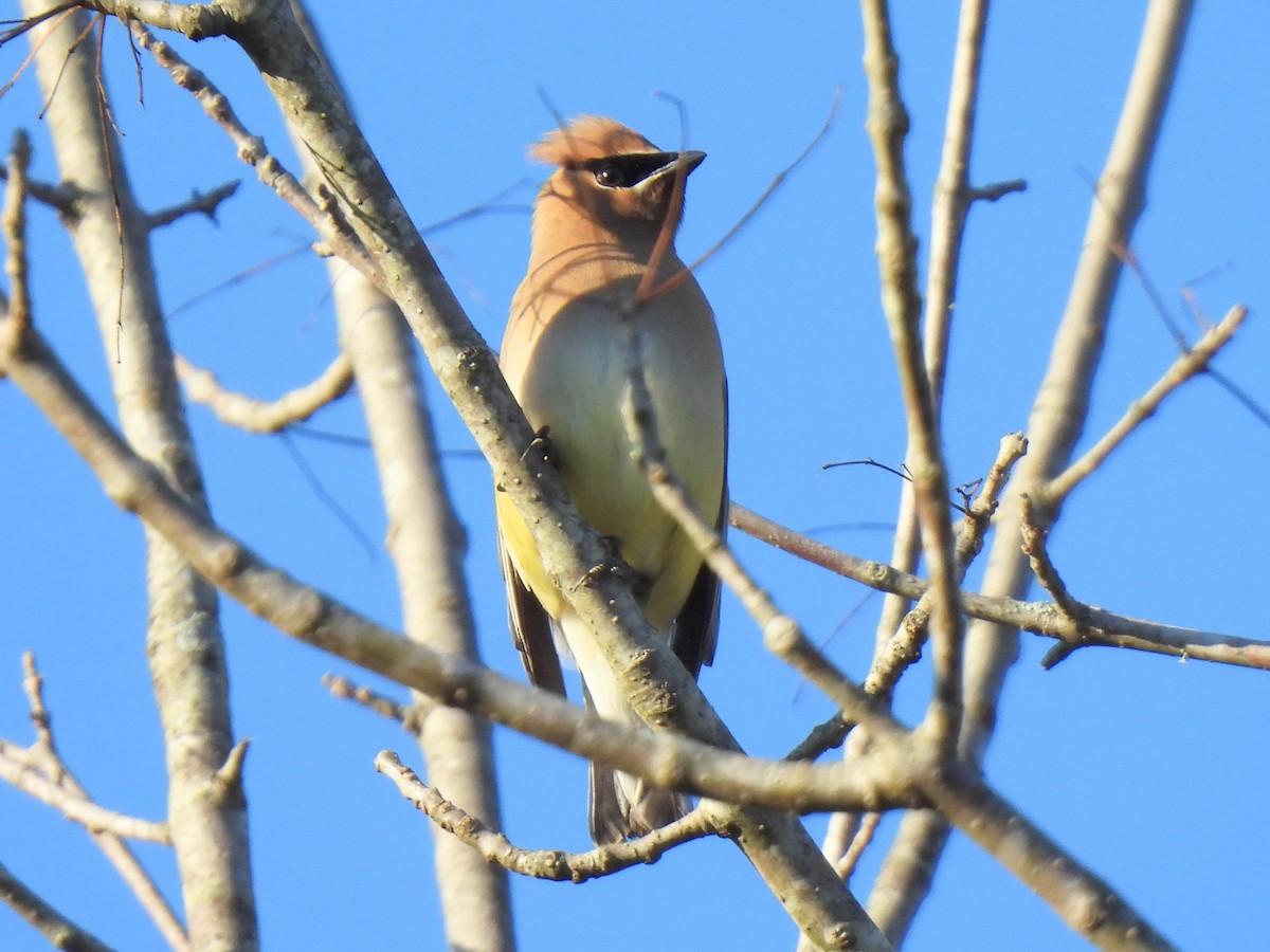 Cedar Waxwing - Ed Daniels