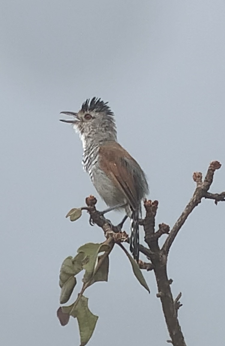 Rufous-winged Antshrike - Michele Burnat