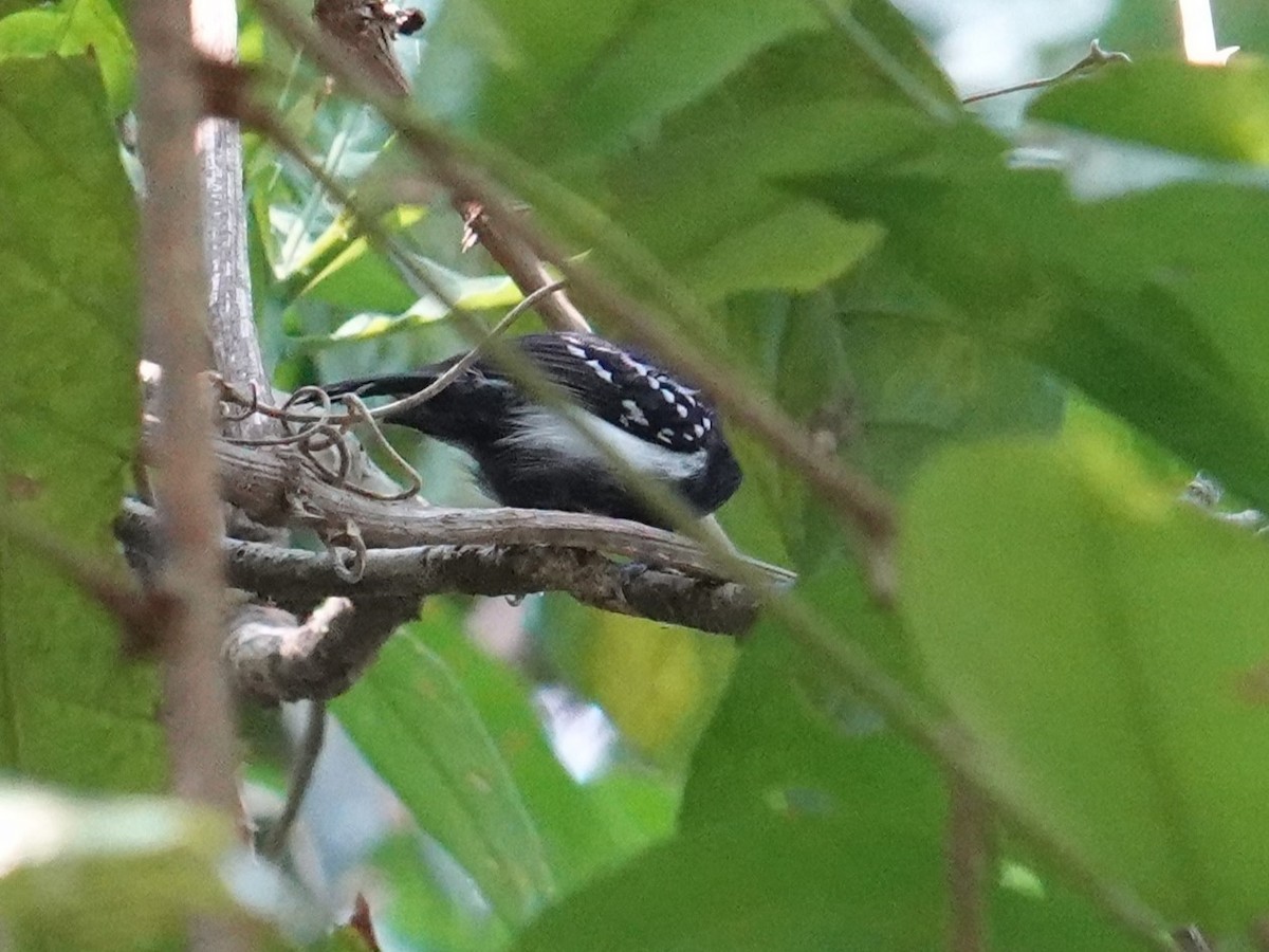 White-flanked Antwren (White-flanked) - ML616696726