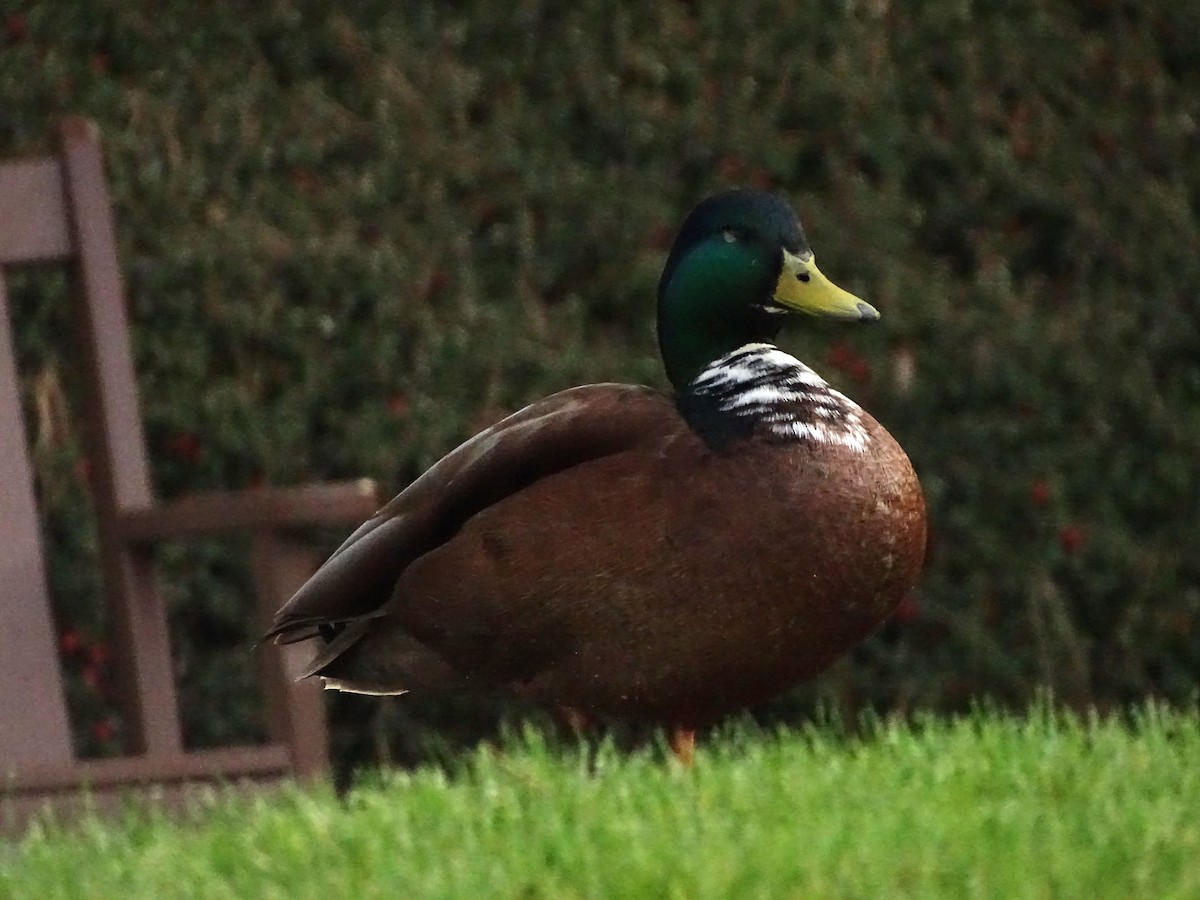 Mallard (Domestic type) - ML616696751