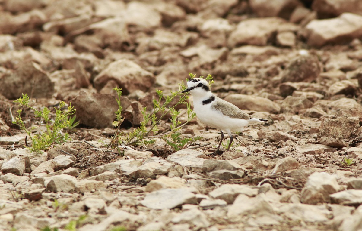 Snowy Plover - ML616696765