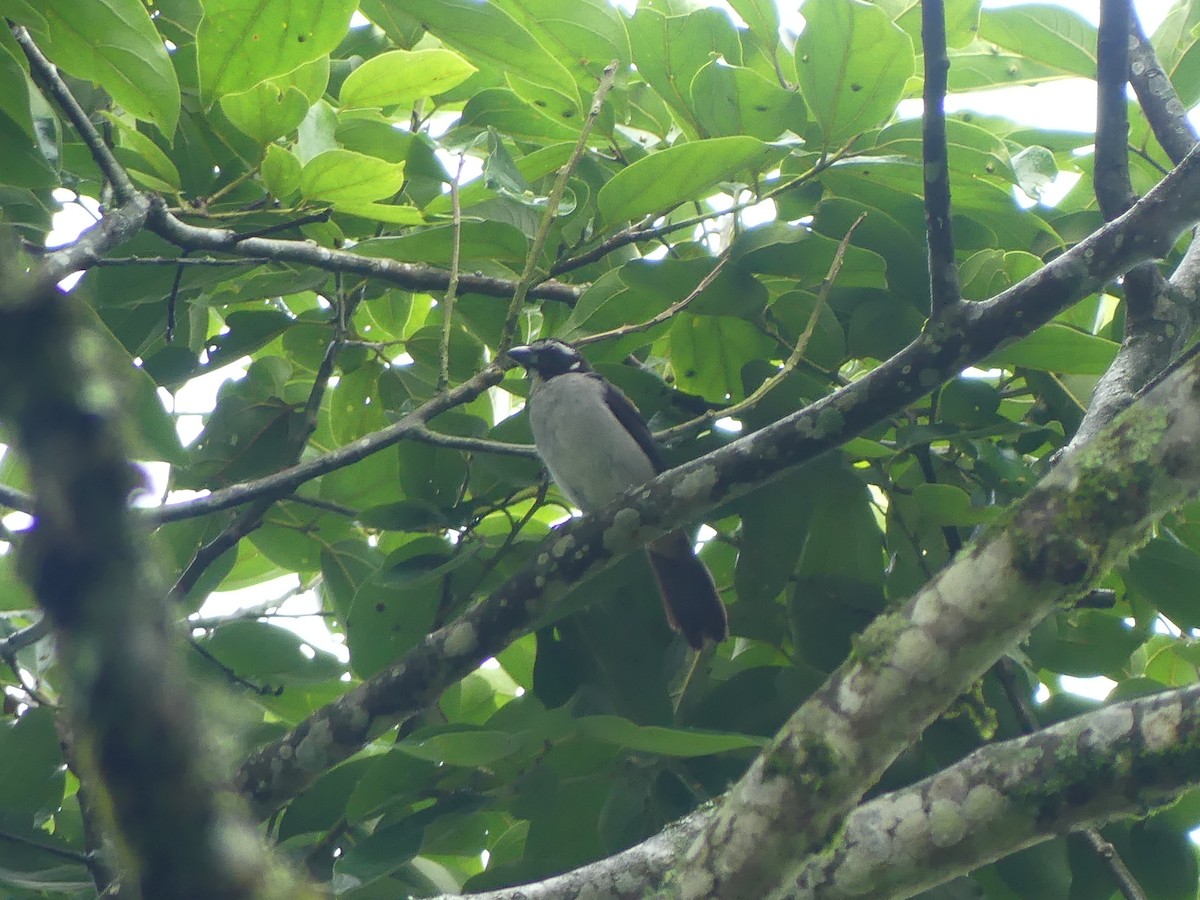 Black-winged Saltator - Andrés Felipe