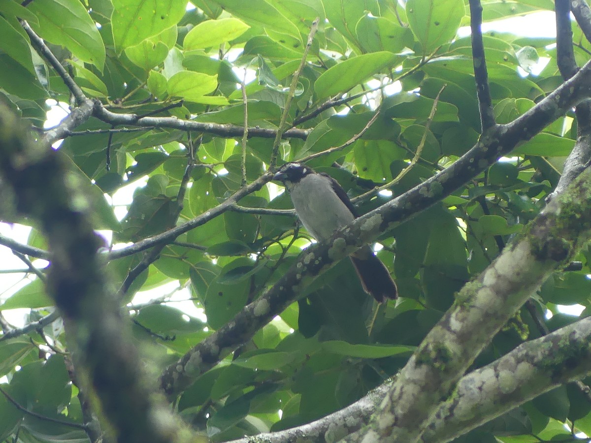 Black-winged Saltator - Andrés Felipe