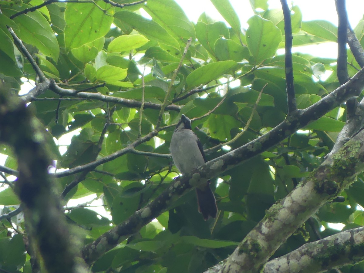 Black-winged Saltator - Andrés Felipe