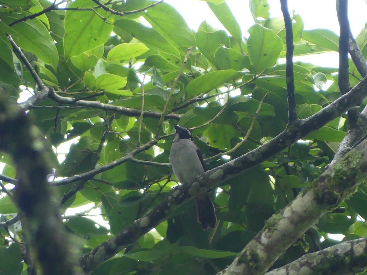 Black-winged Saltator - Andrés Felipe