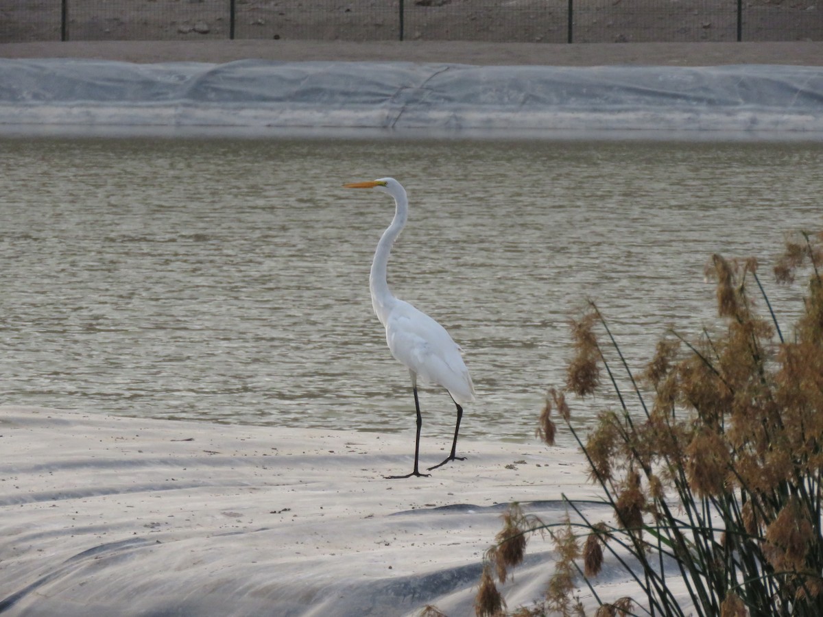 Great Egret - ML616696789