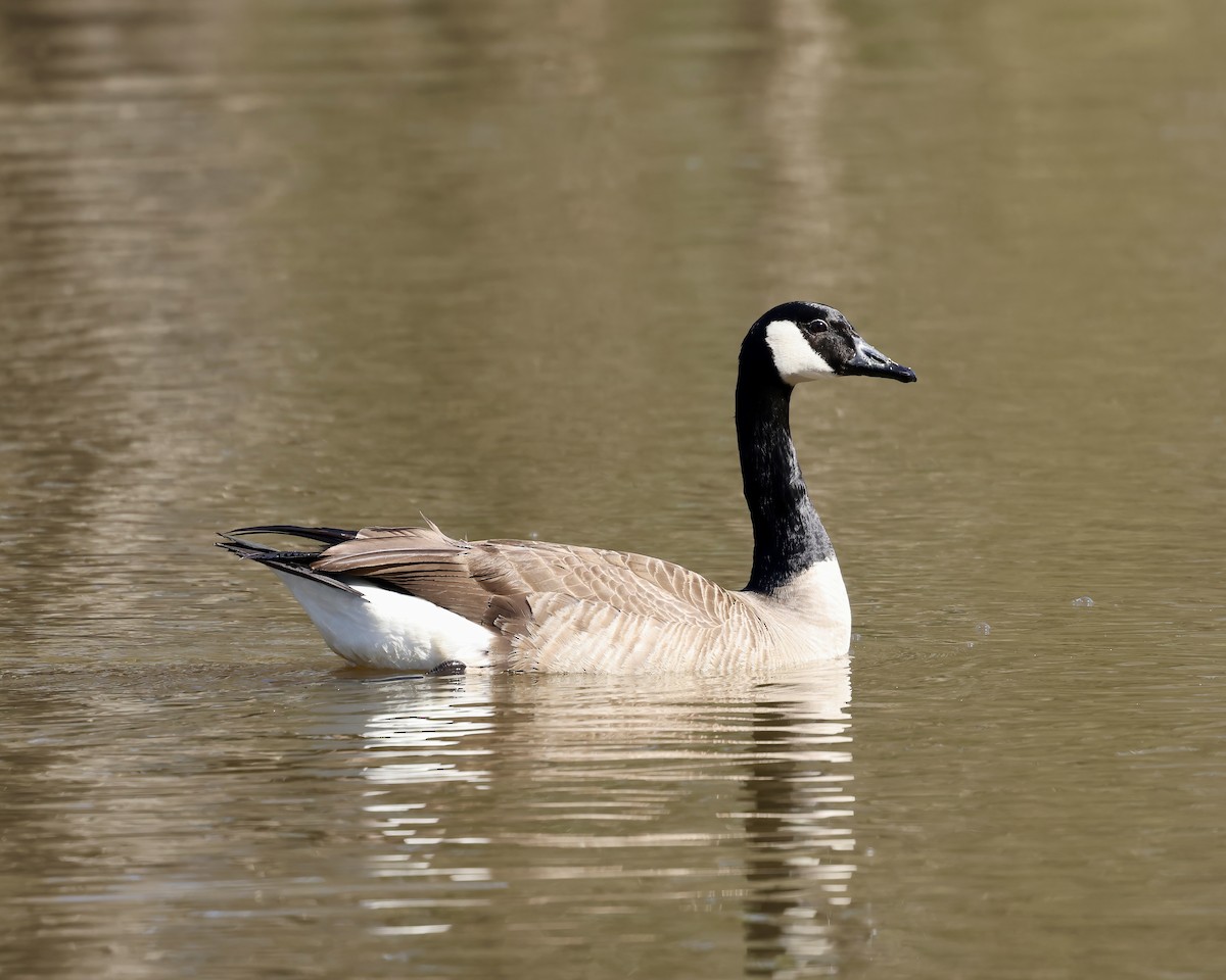 Canada Goose - Debbie Kosater