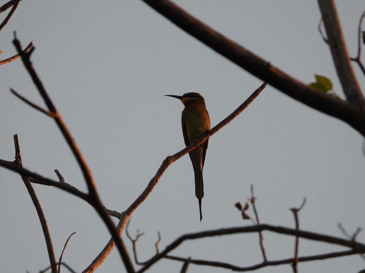 Blue-tailed Bee-eater - ML616696820