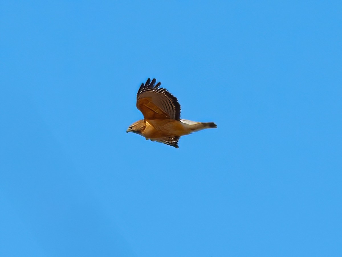 Red-shouldered Hawk - ML616696823